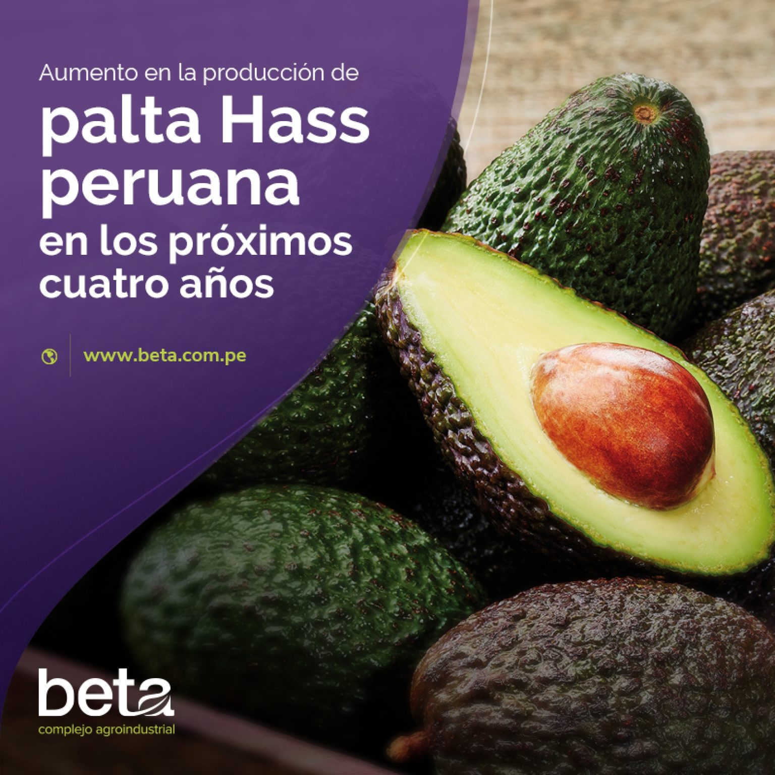 Aumento En La Producción De Palta Hass Peruana En Los Próximos Cuatro